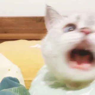 🐈 猫, ミーム, 面白い, 叫び, 動物, ペット whatsapp sticker