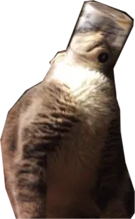 😦 gato, animal, gracioso, mascota, cristal telegram sticker