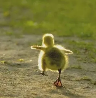 🌟 patito, animal, pájaro, lindo, cría de pato, caminando telegram sticker