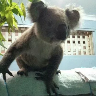 🐨 koala, animal, wildlife, marsupial, australia, cute, nature telegram sticker