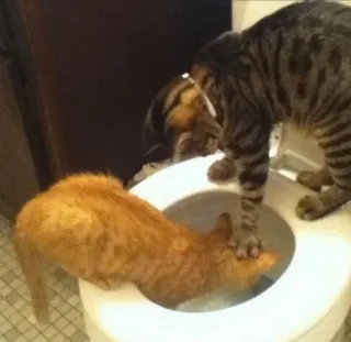 😸 katten, toilet, grappig, dieren, huisdieren, huisdier, katachtig telegram sticker