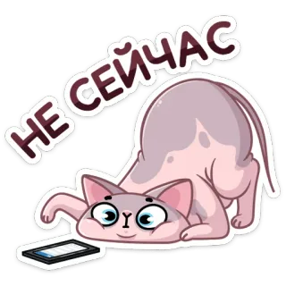 🙅‍♂️ НЕ СЕЙЧАС cat, sphynx, phone, text, not now, funny, cute telegram sticker