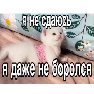 Больше стиков тут: @stikery4 telegram stickers