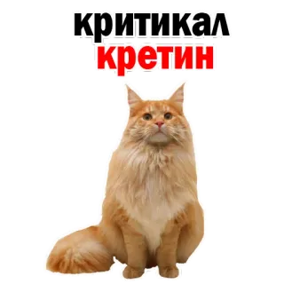 😡 критикал кретин gato, gato laranja, engraçado, meme, russo, ofensivo whatsapp sticker