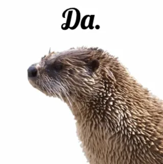 🆗 Da. otter, animal, mammal, cute, water, wildlife telegram sticker
