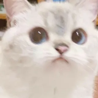 🐱 cat, cute, animal, kitten, pet, white cat telegram sticker
