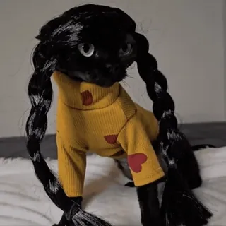 😐 Katze, Tier, Haustier, Zöpfe, Perücke, Pullover, Herzen telegram sticker