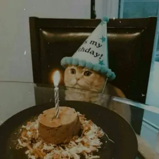 🐈 It's my b-day! 고양이, 생일, 파티 모자, 케이크, 촛불, 애완 동물, 축하, 귀여운 telegram sticker
