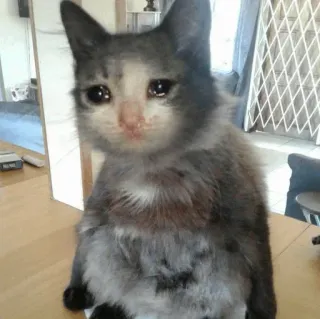 😭 cat, sad, crying, kitten, animal, pet telegram sticker