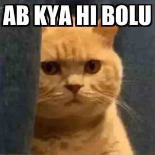 😶 AB KYA HI BOLU kot, mem, śmieszne, zwierzę telegram sticker