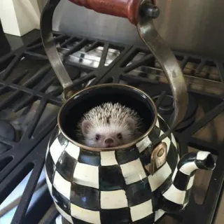 🦔 riccio, animale, teiera, a scacchi, carino whatsapp sticker