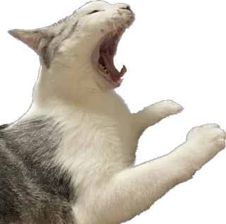 😫 chat, bâillement, animal, animal de compagnie, mammifère, chat domestique whatsapp sticker
