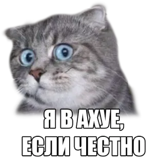 😳 Я В АХУЕ, ЕСЛИ ЧЕСТНО gato, meme, ruso, impactado whatsapp sticker