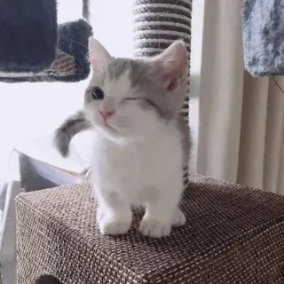 🖐 chat, chaton, mignon, animal, animal de compagnie, clin d'oeil, animal domestique telegram sticker