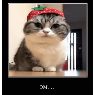 🥸 Эм... gato, morango, chapéu, fofo, animal, animal de estimação, meme telegram sticker
