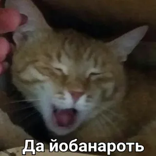 😳 Да йобанароть кот, русский, ругательство telegram sticker