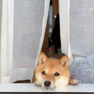 ☁ anjing, shiba inu, jendela, imut, hewan peliharaan telegram sticker