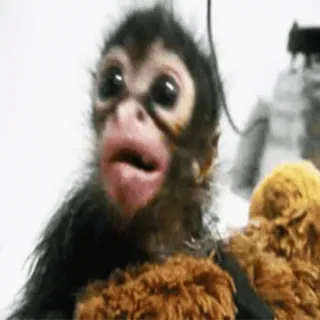 🥺 singe, animal, mignon, atèle, primate whatsapp sticker