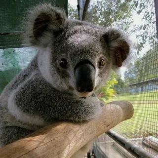 🐨 koala, marsupial, australia, wildlife, animal, cute, eucalyptus telegram sticker