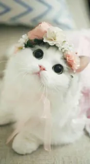 🤔 Katze, niedlich, Blumenkranz, Kätzchen, weiß telegram sticker