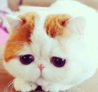 ☹️ gato, fofo, gatinho, animal de estimação, animal, gato doméstico whatsapp sticker