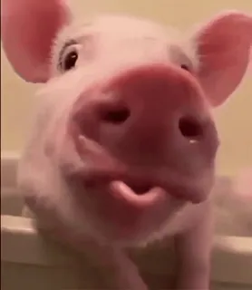 🐷 porco, animal, fofo, animal de fazenda, rosa, mamífero whatsapp sticker