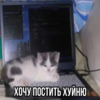 😅 ХОЧУ ПОСТИТЬ ХУЙНЮ 猫, 小猫, 笔记本电脑, 冒犯性文字, 俄语 telegram sticker
