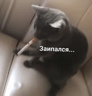 🚬 Заипался... แมว, บุหรี่, สูบบุหรี่, สัตว์, เหนื่อย whatsapp sticker