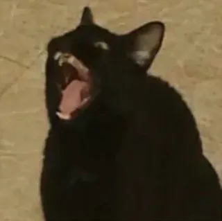 😡 cat, animal, black cat, yawning, pet whatsapp sticker