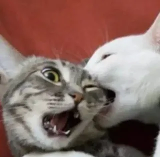 😙 cats, fighting, animals, aggression, pets telegram sticker
