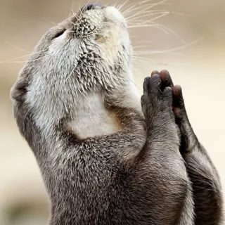 🐾 loutre, animal, prière, mignon, faune whatsapp sticker