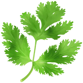 ☘ cilantro, hierba, hoja, verde, planta, comida telegram sticker
