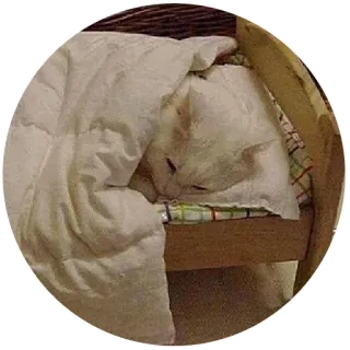 😴 gato, dormir, cama, acogedor, animal, mascota telegram sticker