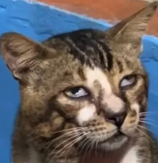 🙄 Katze, Haustier, Tier, Meme, Lustig, Sarkastisch, Selbstgefällig telegram sticker