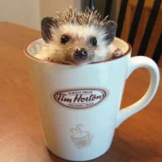 🦔 ALWAYS FRESH Tim Horton's TOUJOURS FRAIS riccio, caffè, tazza, Tim Hortons, animale, carino whatsapp sticker