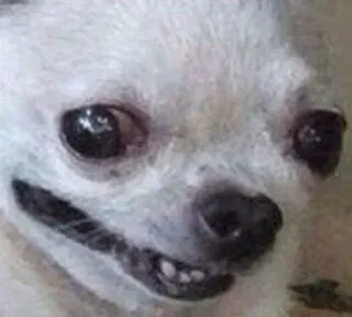 😬 Hund, Chihuahua, Haustier, Tier, lustig, Meme telegram sticker