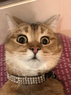 🙀 Hosico telegram sticker