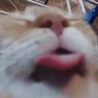 😱 cat, meme, funny, animal, pet, close-up telegram sticker