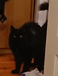 😾 gato preto, gato, animal de estimação, animal, animal doméstico whatsapp sticker