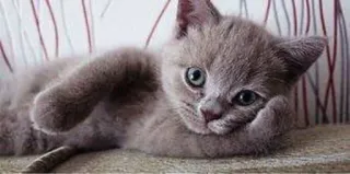 🤔 chaton, chat, mignon, animal de compagnie, animal, domestique, félin, gris telegram sticker