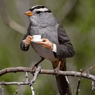 😀 uccello, tè, vestito, tazza, animale, divertente telegram sticker