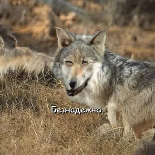 Нейроволк whatsapp stickers