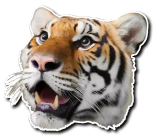 🤪 tiger, animal, cat, wildlife, sticker, nature telegram sticker