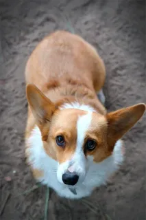 🌹 corgi, anjing, hewan peliharaan, binatang, lucu, hewan domestik telegram sticker
