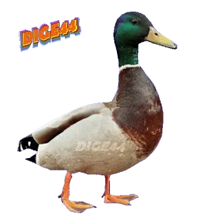 🦆 DIGE44 duck, waterfowl, animal, nature telegram sticker
