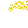 🌼