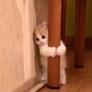 😾 子猫, 猫, かわいい, 動物, 隠れる, 怖い, 愛らしい telegram sticker