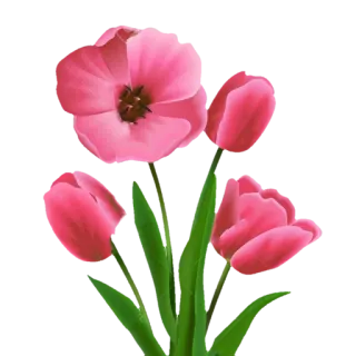 🌷 Blume, rosa, Tulpe, Blumenmuster, Natur, Pflanze telegram sticker