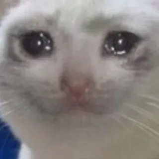 🔞 고양이, 울음, 슬픈, 밈, 감정적인, 동물 telegram sticker