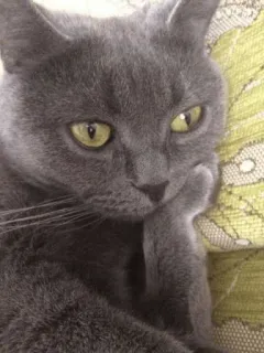 😐 chat, animal, animal de compagnie, chat gris, animal domestique, félin telegram sticker